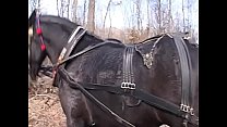 Horny couple fuck in a horse carriage in front of its driver